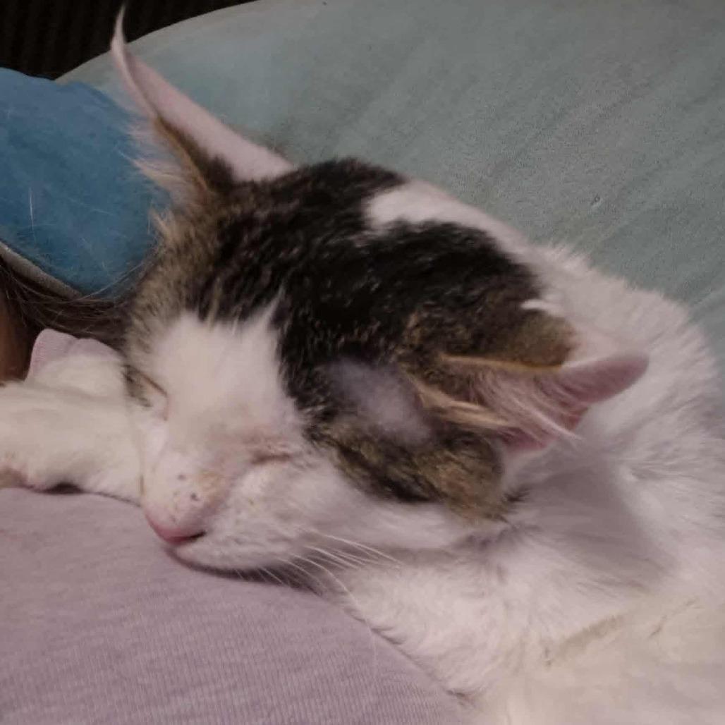 TJ, a Adoptable Domestic Short Hair in Jacksonville, OR image 4/6