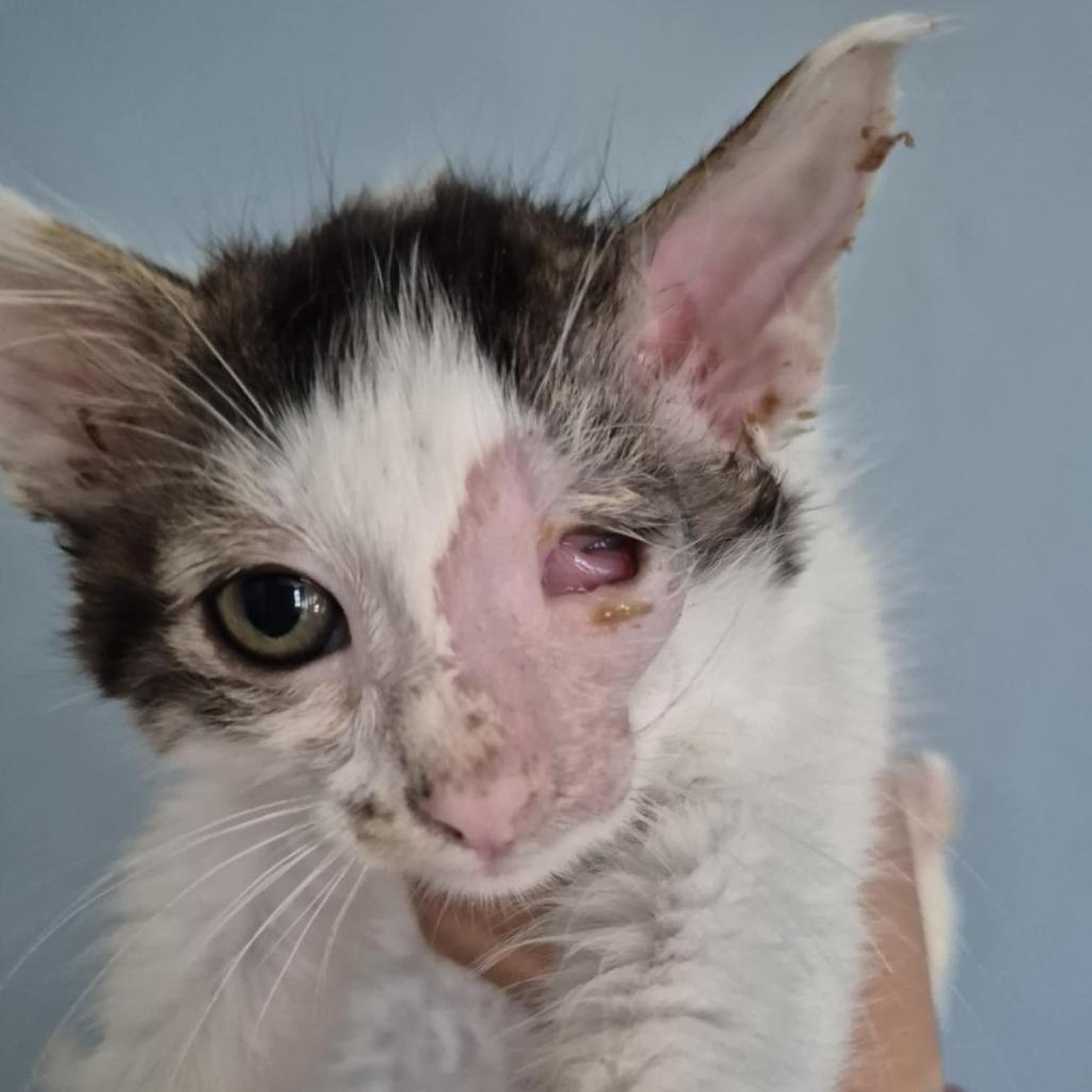 TJ, a Adoptable Domestic Short Hair in Jacksonville, OR image 5/6