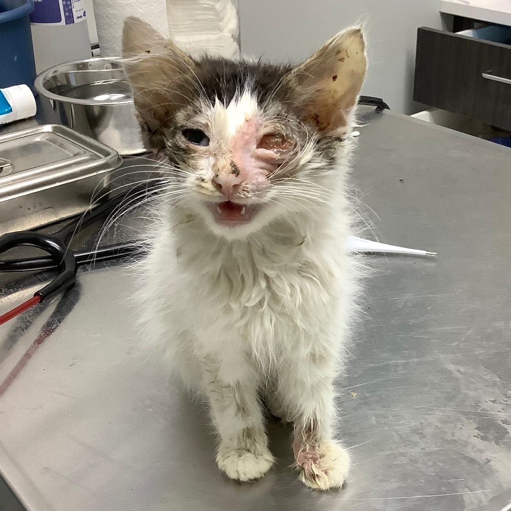 TJ, a Adoptable Domestic Short Hair in Jacksonville, OR image 6/6