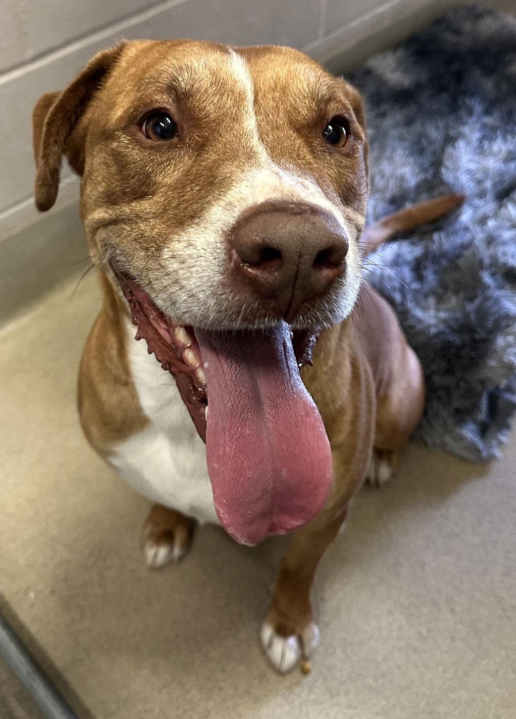 Enlarge Chorizo 51938, a Adoptable Pit Bull Terrier in Petaluma, CA image 1/1