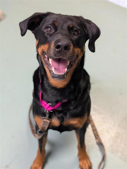 Enlarge Rosie, a Adoptable mixed breed in Montreal, QC image 2/3