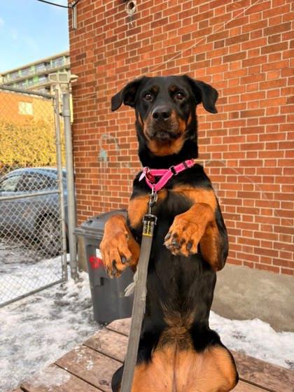 Enlarge Rosie, a Adoptable mixed breed in Montreal, QC image 3/3