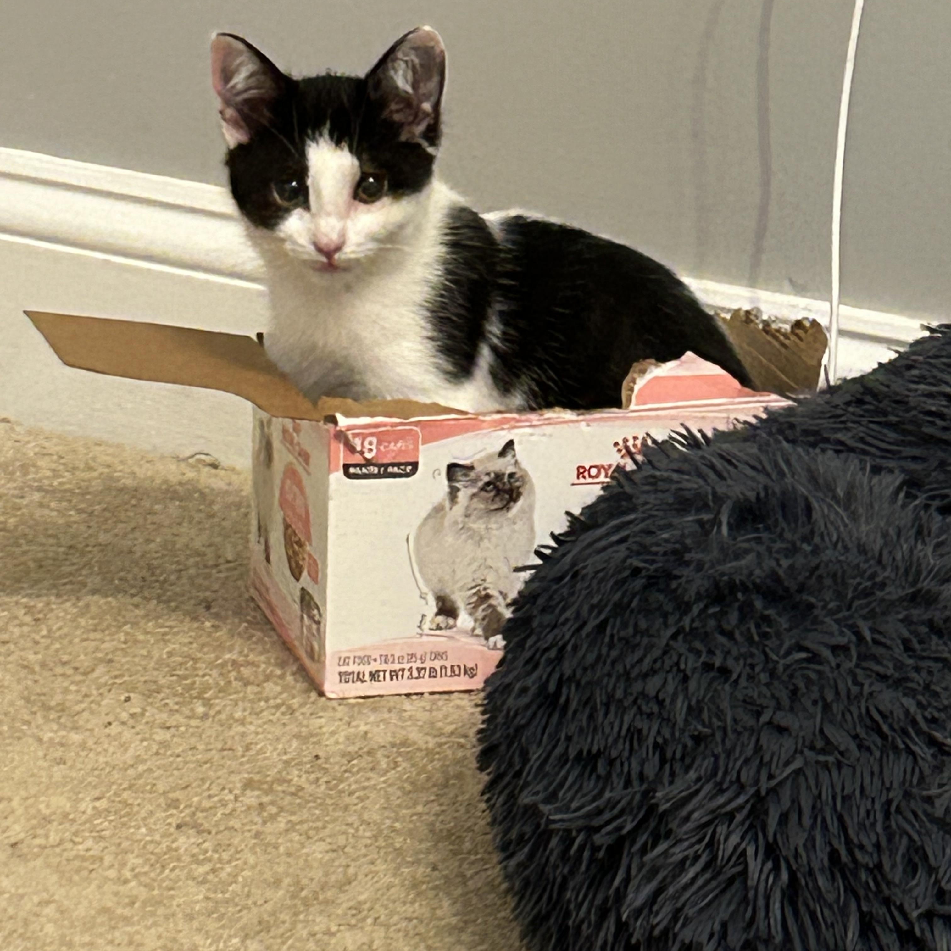 Blinky - 3 MONTHS - CURIOUS LITTLE SUPERVISOR, a ADOPTABLE American Shorthair in Bristow, VA image 3/5