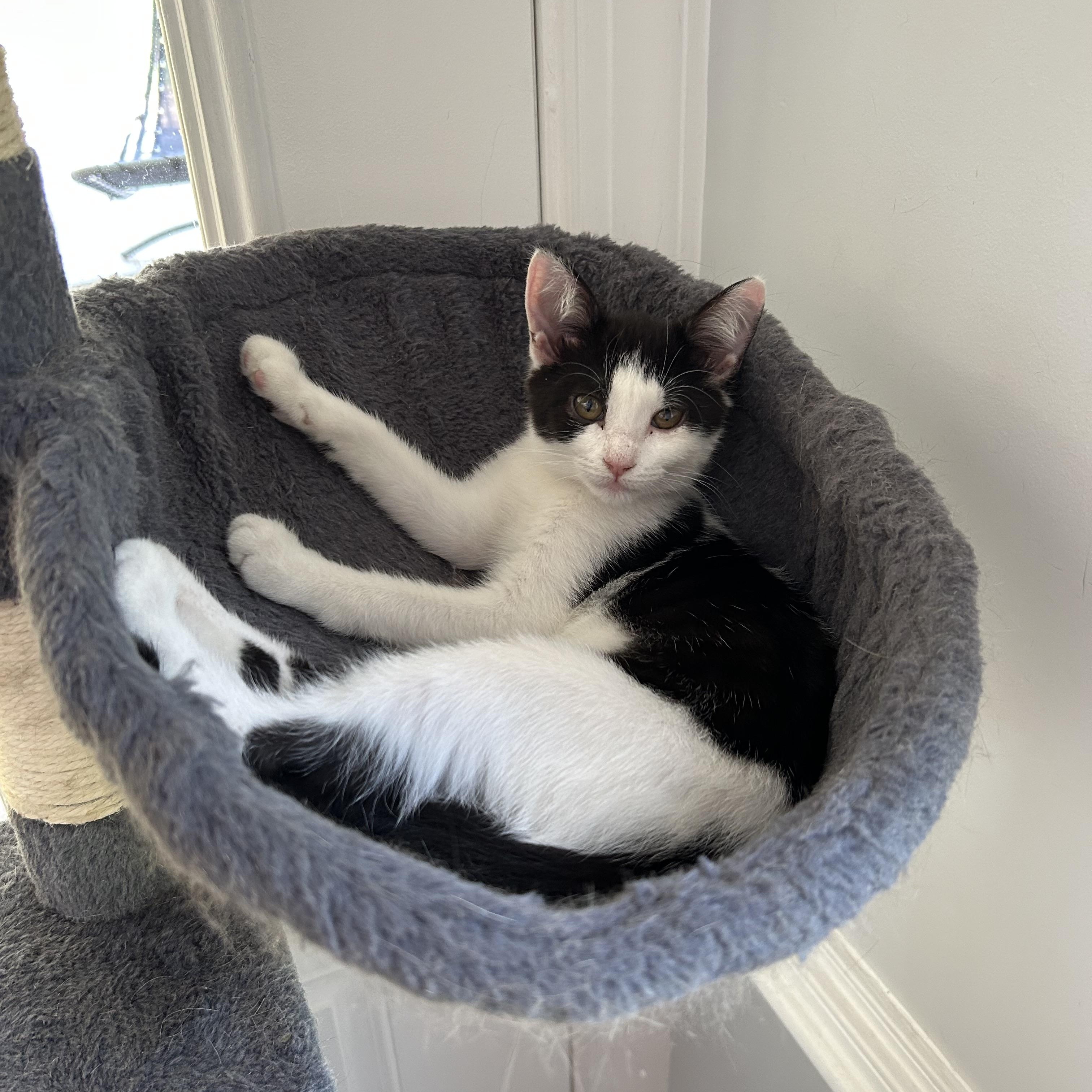 Blinky - 3 MONTHS - CURIOUS LITTLE SUPERVISOR, ADOPTABLE, Young Female American Shorthair.