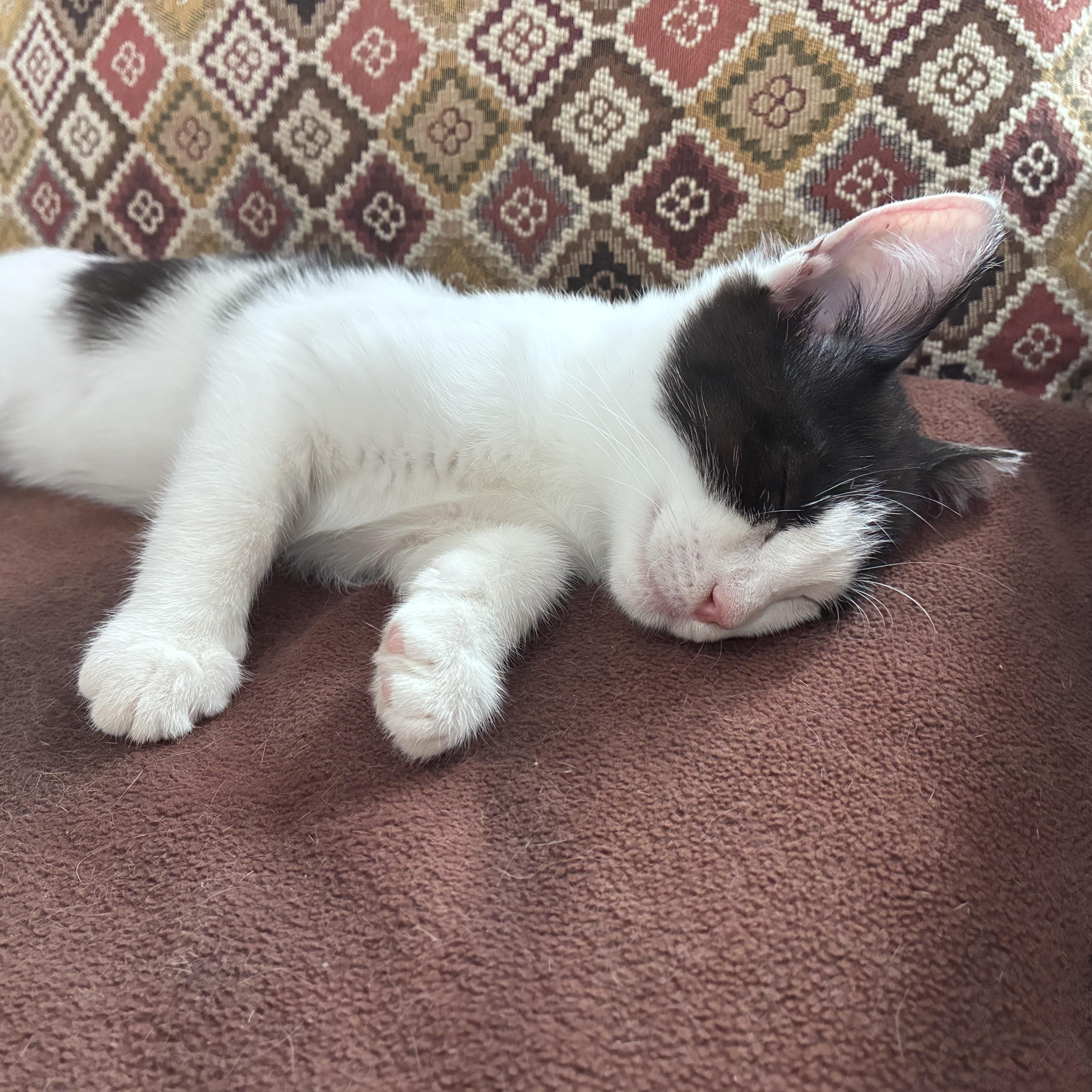 Blinky - 3 MONTHS - CURIOUS LITTLE SUPERVISOR, a ADOPTABLE American Shorthair in Bristow, VA image 2/5