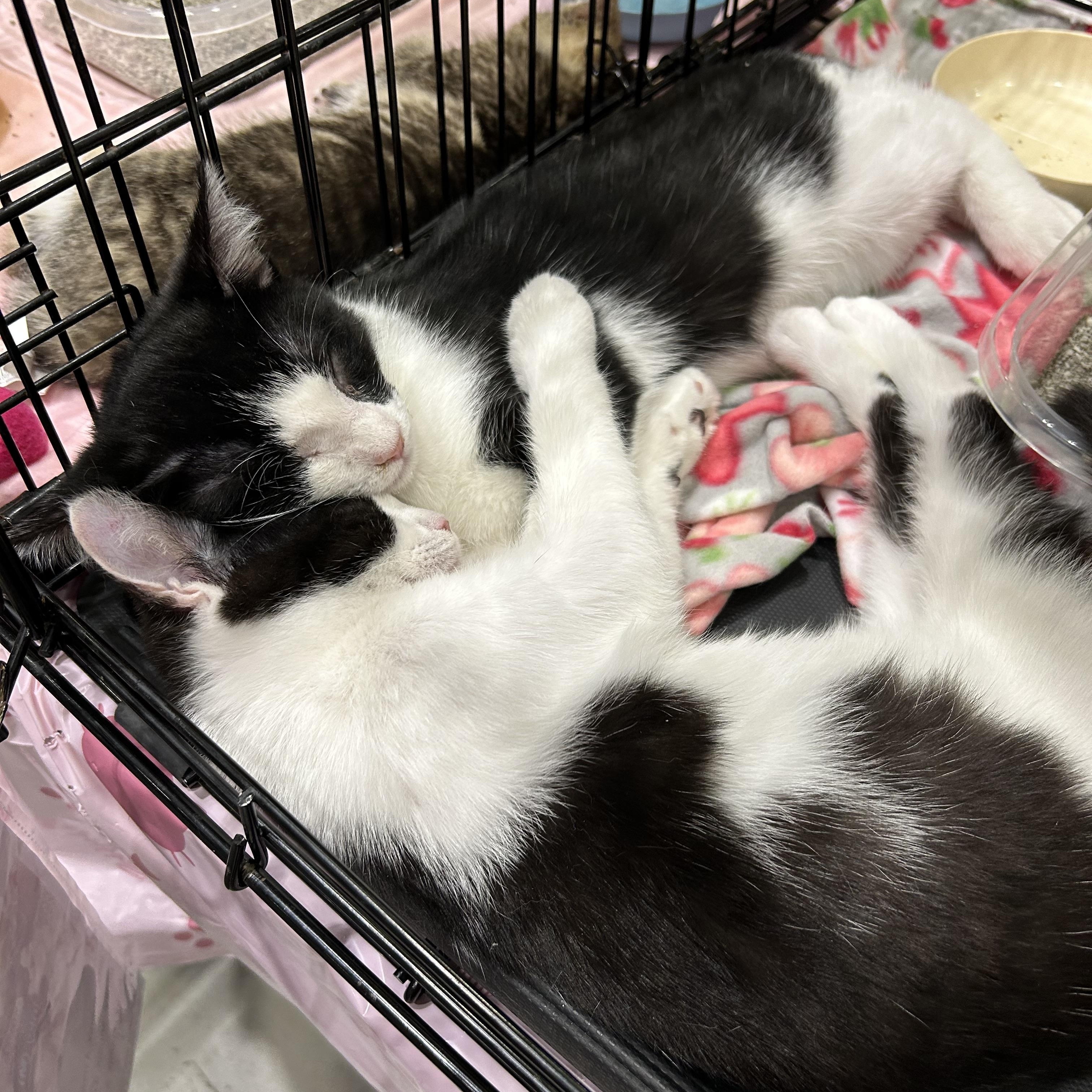 Blinky - 3 MONTHS - CURIOUS LITTLE SUPERVISOR, a ADOPTABLE American Shorthair in Bristow, VA image 5/5