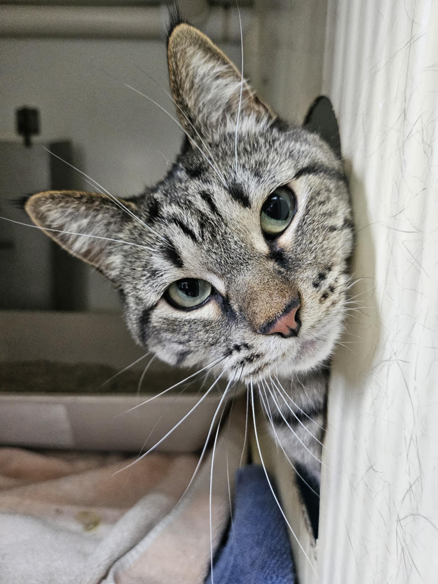 Gabby, ADOPTABLE, Adult Female Domestic Short Hair.