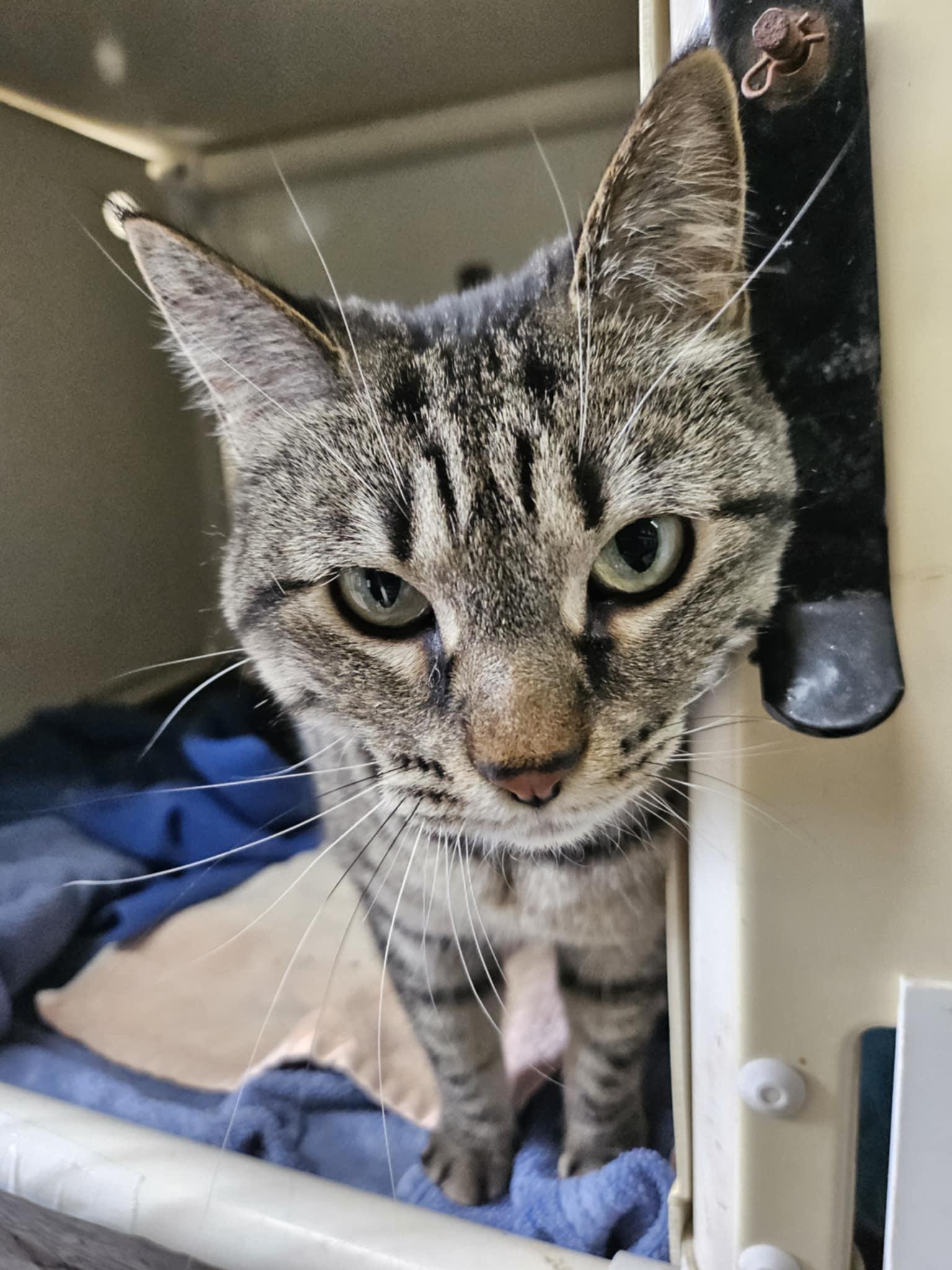 Enlarge Gabby, a ADOPTABLE Domestic Short Hair in Chappell, NE image 2/2