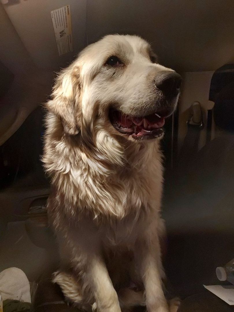 Suzy, a Adoptable Great Pyrenees in GUERNSEY, WY image 1/3