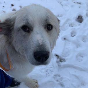 Suzy, a Adoptable Great Pyrenees in GUERNSEY, WY image 2/3