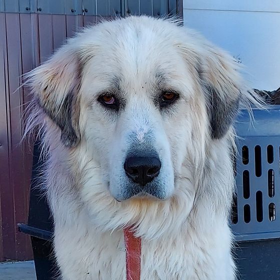 Suzy, a Adoptable Great Pyrenees in GUERNSEY, WY image 3/3