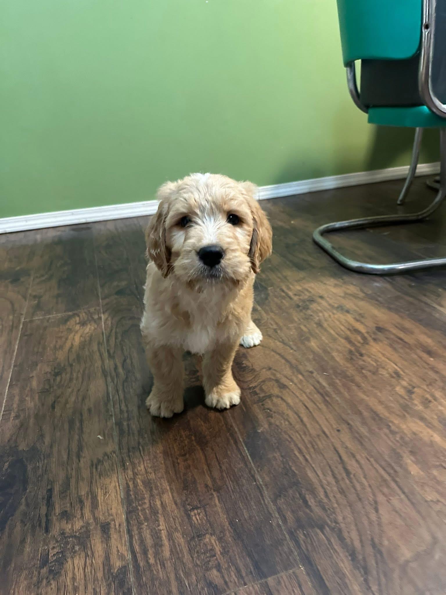 Enlarge Lucy, an adopted mixed breed in Jeffersonville, IN image 4/4