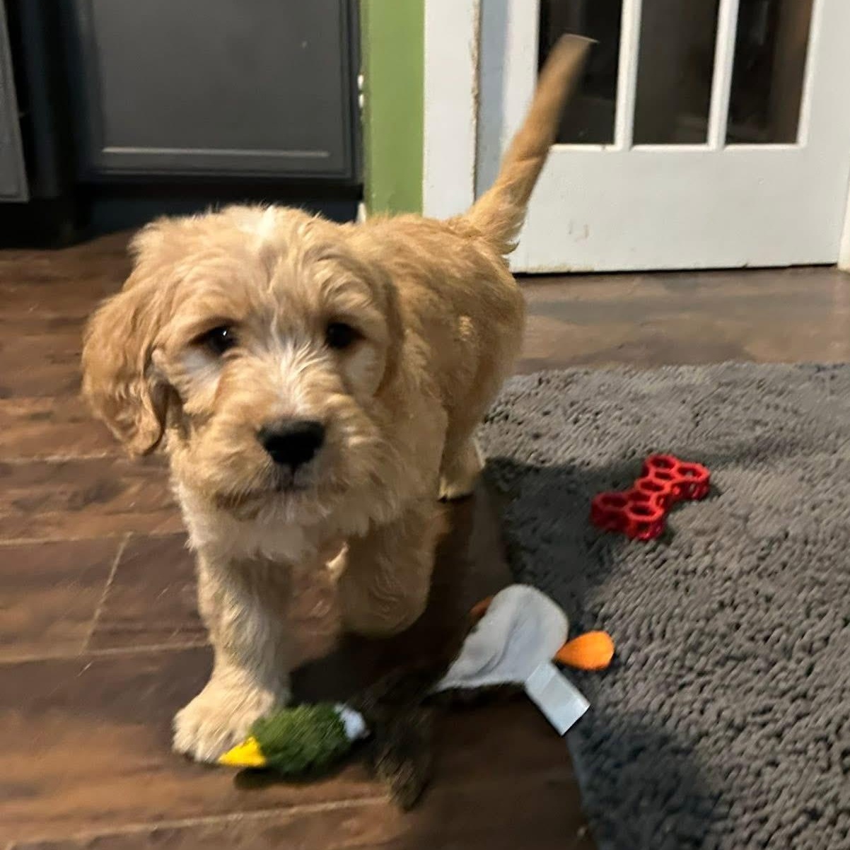 Lucy, adopted, Puppy Female Goldendoodle & Bernese Mountain Dog.