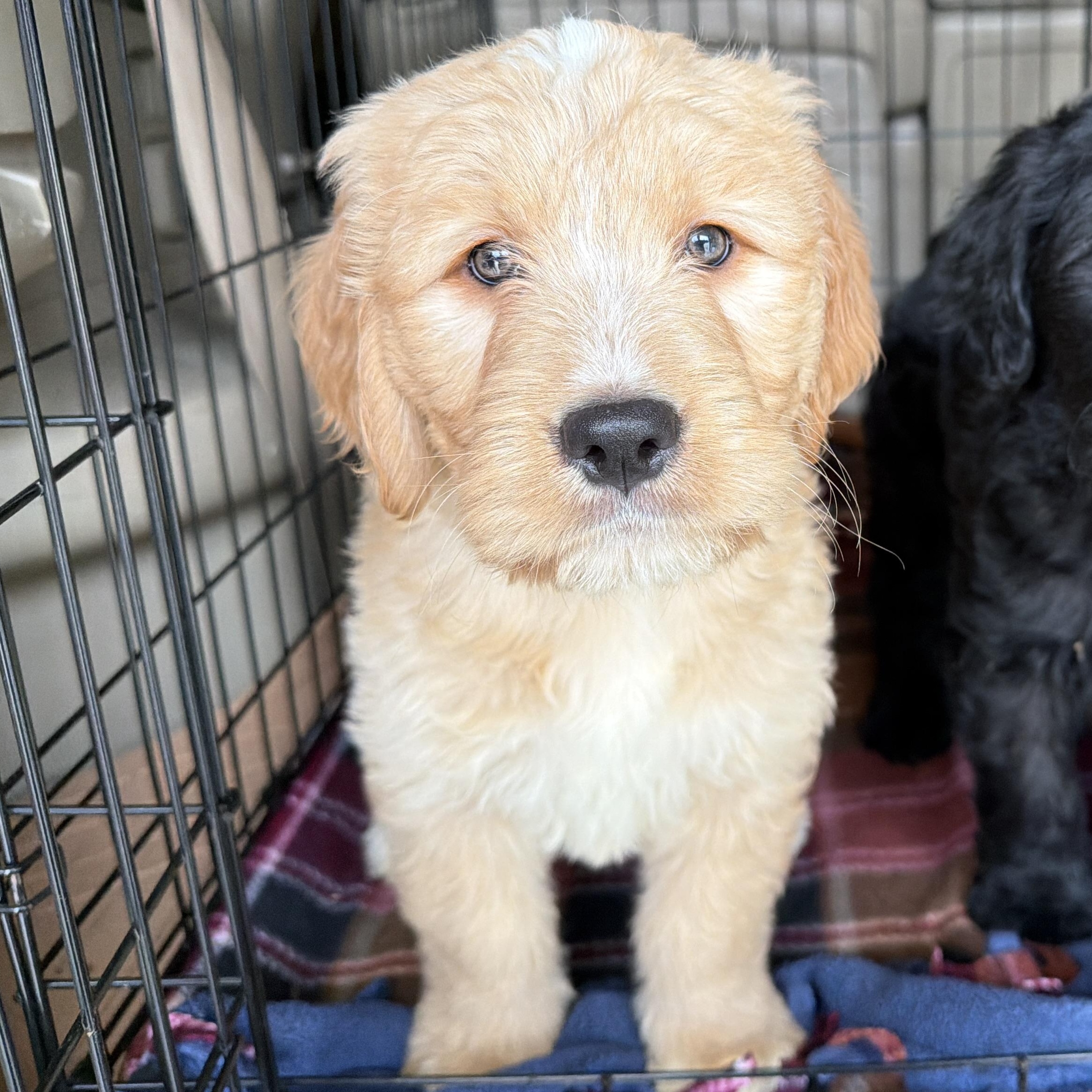 Enlarge Lucy, an adopted mixed breed in Jeffersonville, IN image 2/4