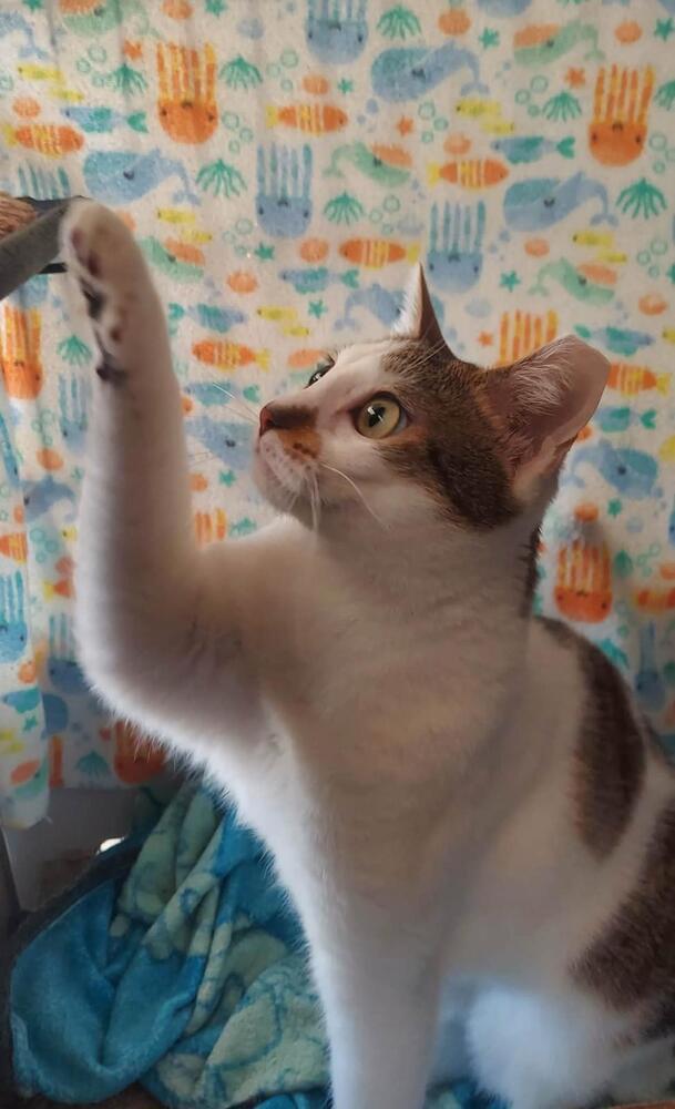 Polly, Adoptable, Young Female Domestic Short Hair.