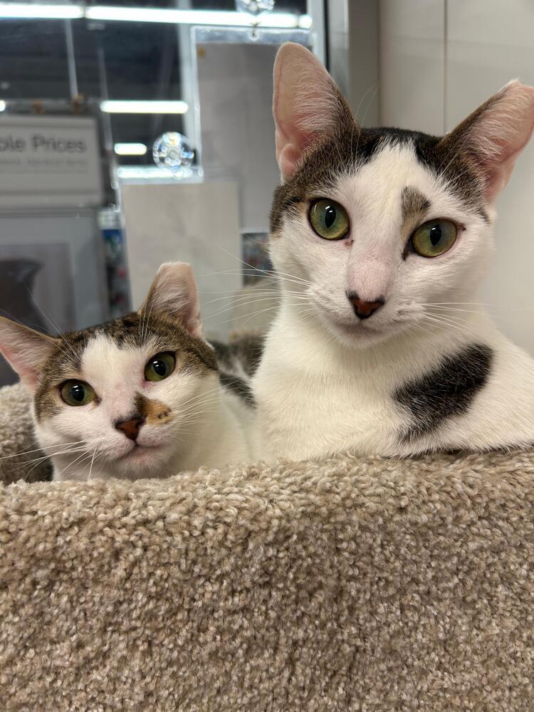 Enlarge Polly, a Adoptable Domestic Short Hair in Orlando, FL image 3/6