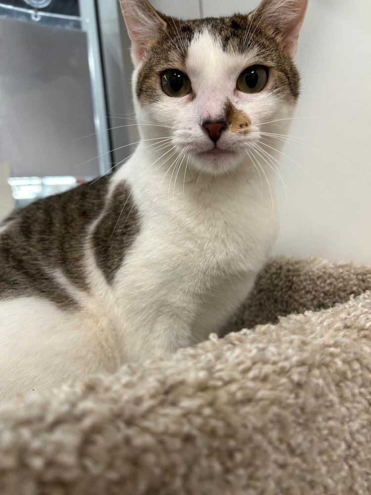 Polly, a Adoptable Domestic Short Hair in Orlando, FL image 3/6