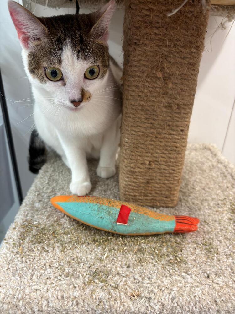 Polly, a Adoptable Domestic Short Hair in Orlando, FL image 4/6