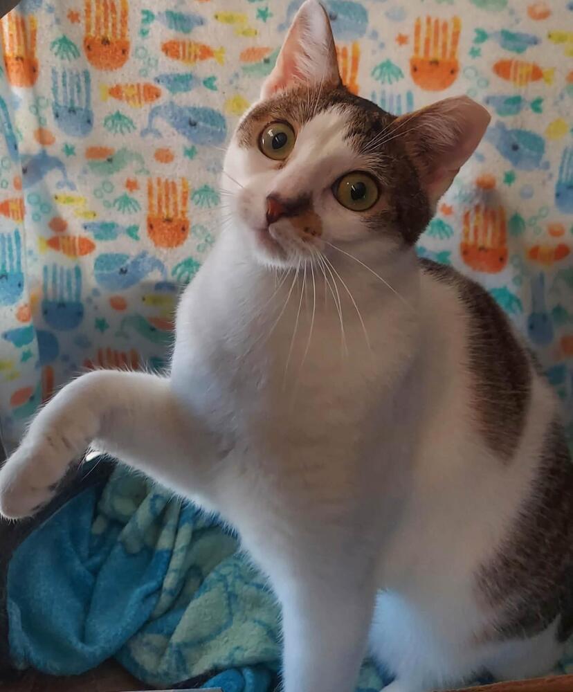 Polly, a Adoptable Domestic Short Hair in Orlando, FL image 5/6