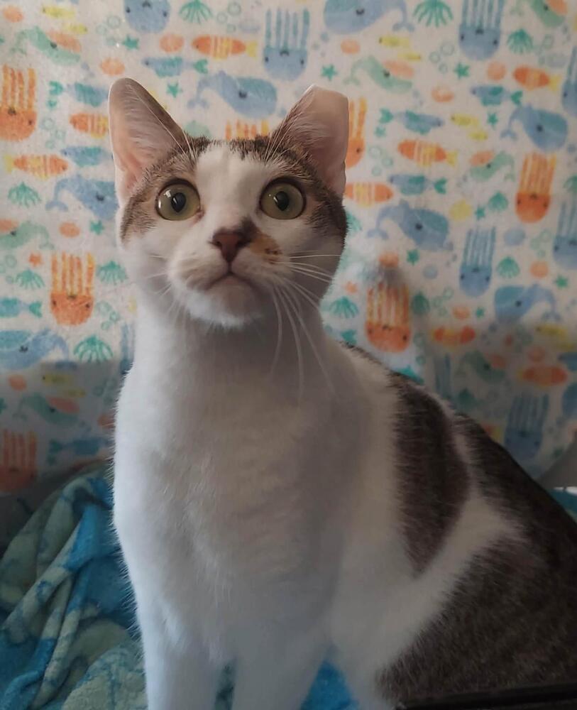 Polly, a Adoptable Domestic Short Hair in Orlando, FL image 6/6