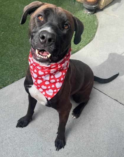 Enlarge Remi, a Adoptable mixed breed in Lewisville, TX image 1/3