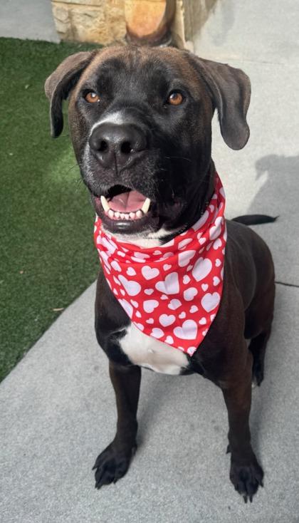 Enlarge Remi, a Adoptable mixed breed in Lewisville, TX image 2/3