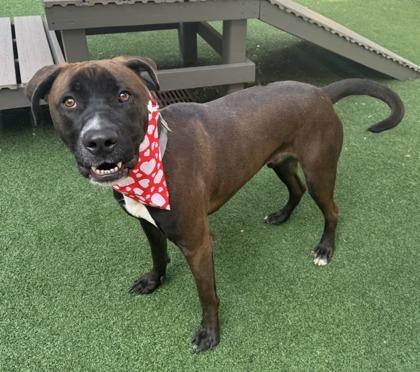 Enlarge Remi, a Adoptable mixed breed in Lewisville, TX image 3/3