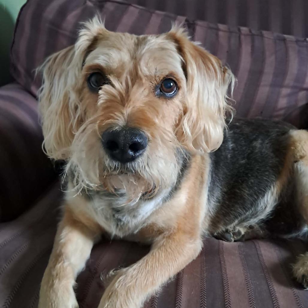B.B. (Butter Bread), Adoptable, Senior Male Wirehaired Terrier.
