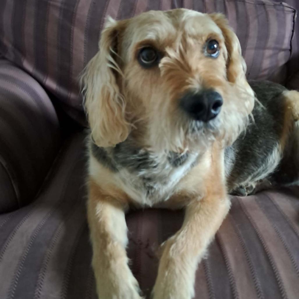 B.B. (Butter Bread), a Adoptable Wirehaired Terrier in Milford, IA image 2/4