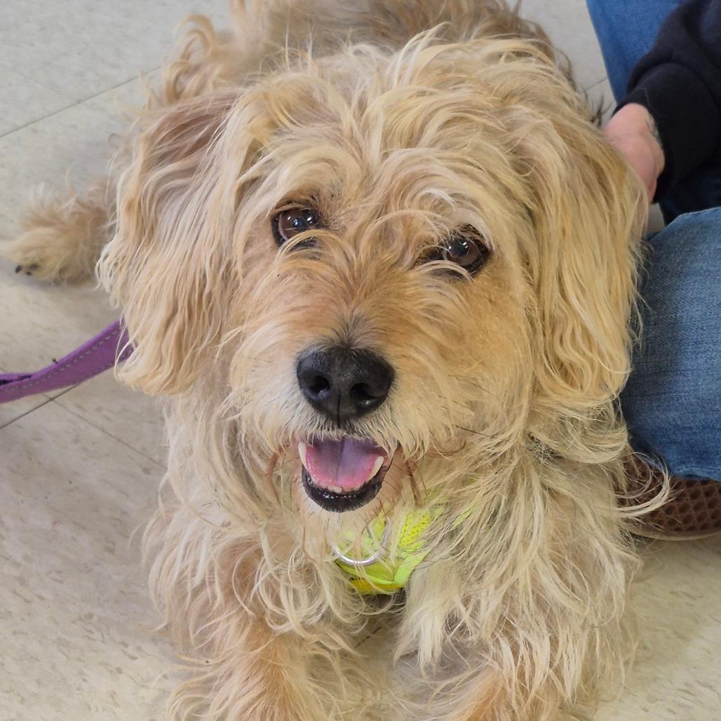 B.B. (Butter Bread), a Adoptable Wirehaired Terrier in Milford, IA image 3/4