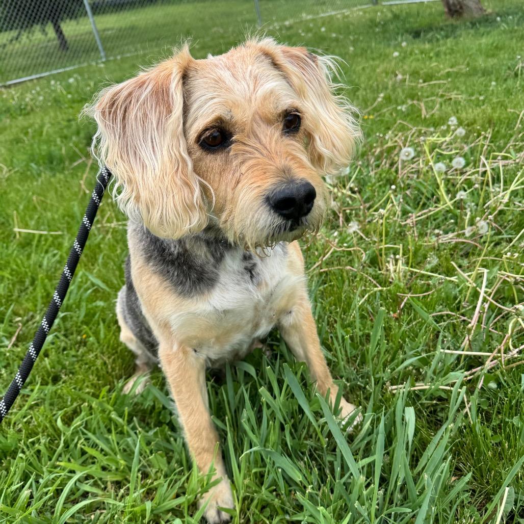 B.B. (Butter Bread), a Adoptable Wirehaired Terrier in Milford, IA image 4/4
