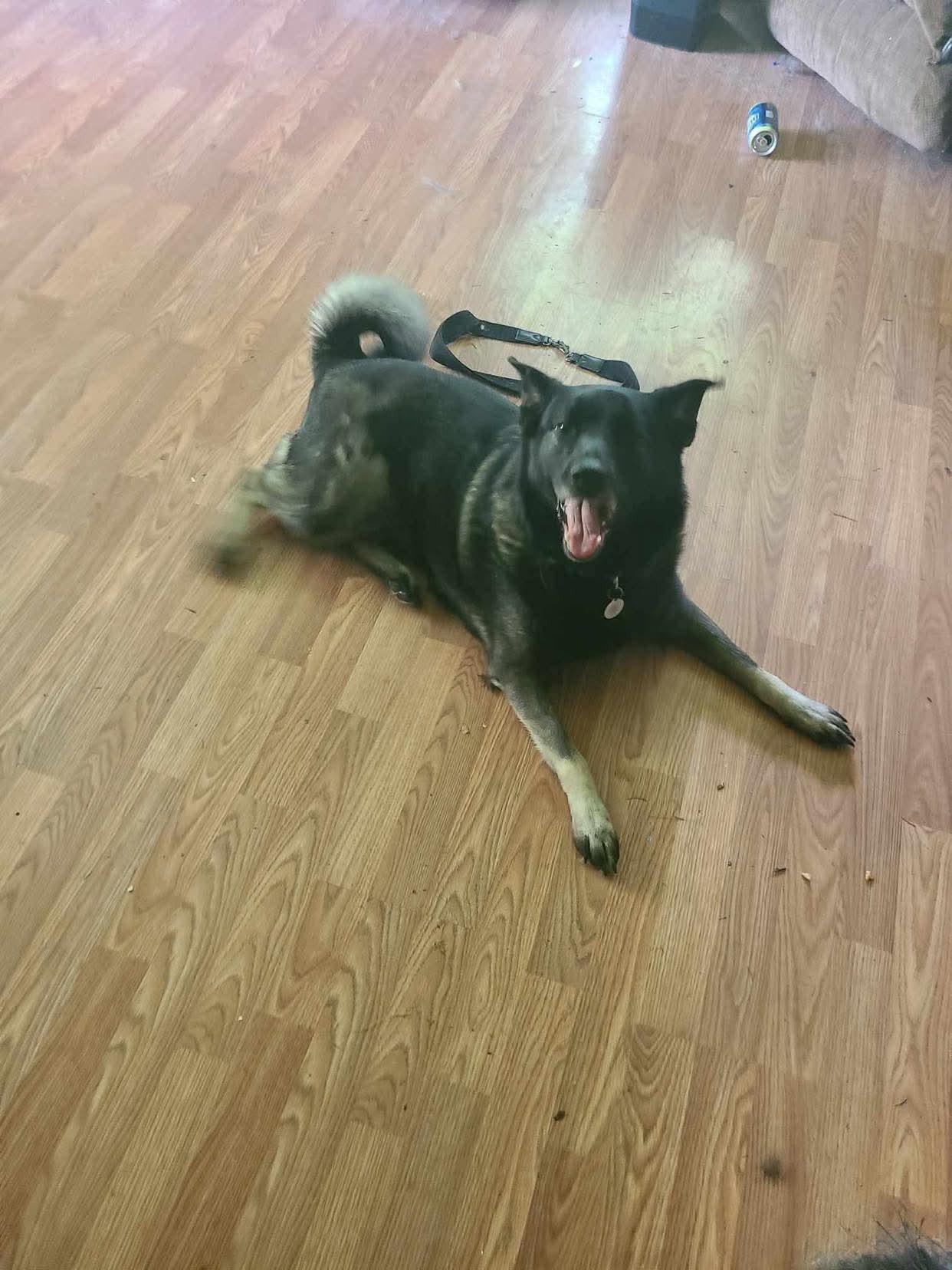 Enlarge Zoey, a Adopted Norwegian Elkhound in White Oak, PA image 1/2