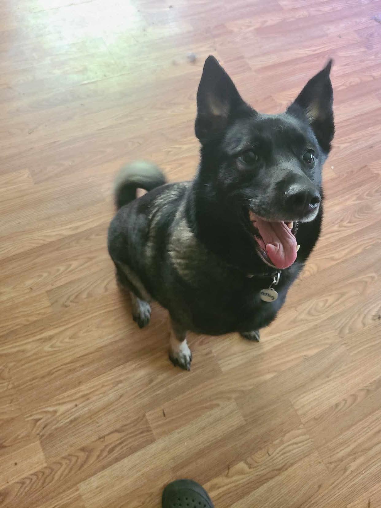 Enlarge Zoey, a Adopted Norwegian Elkhound in White Oak, PA image 2/2