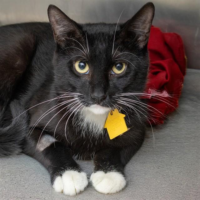 Enlarge ZORRO, a Adoptable Domestic Short Hair in Saint Louis, MO image 1/1