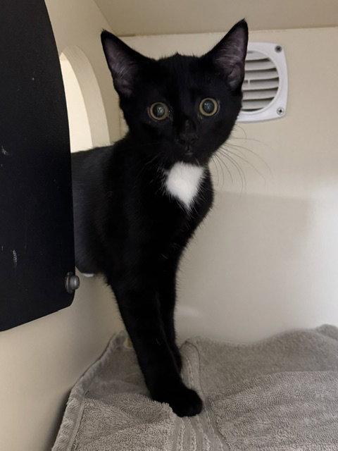 Felicia, Adoptable, Kitten Female Domestic Short Hair.