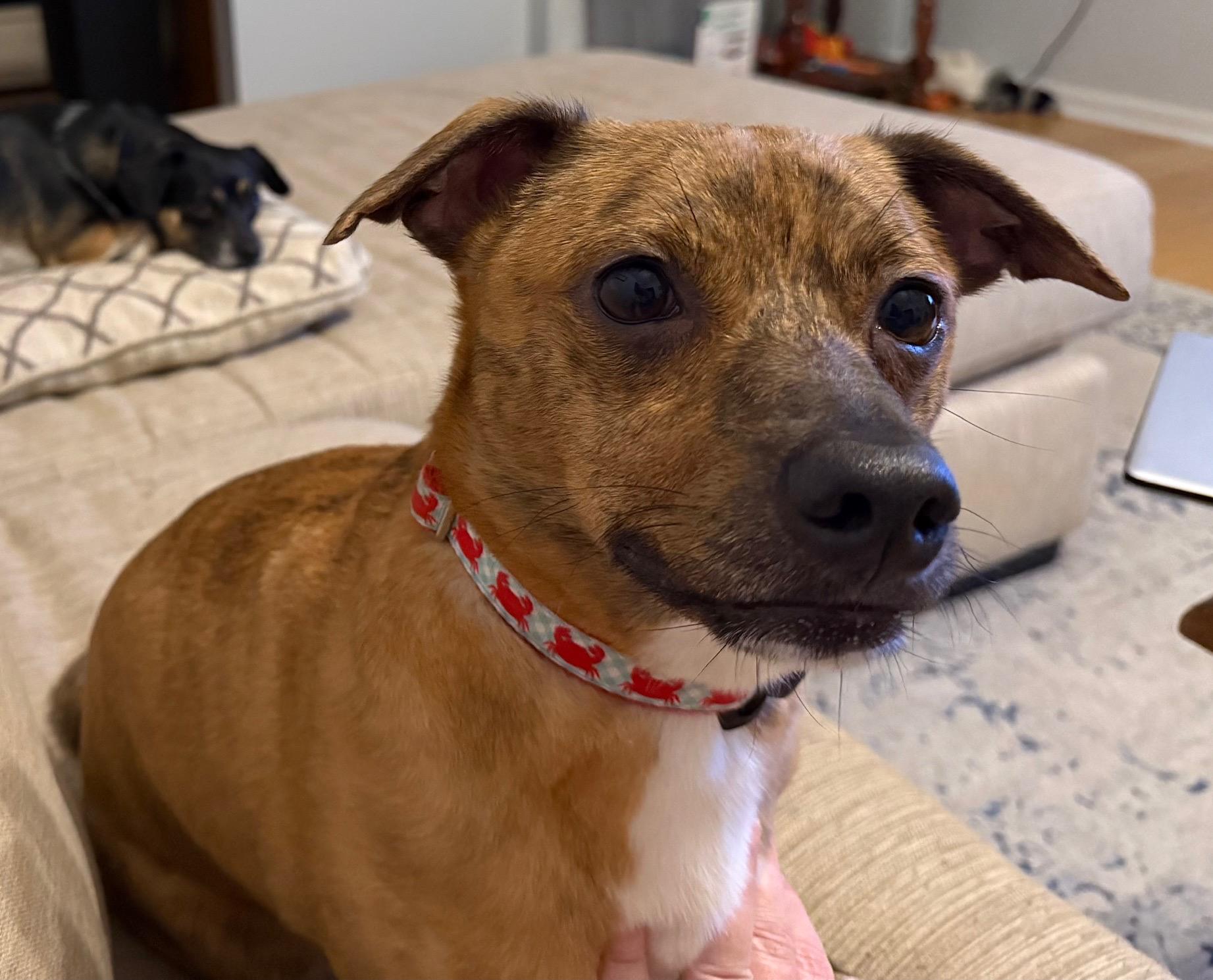 Ozzy, a ADOPTABLE mixed breed in Walker, LA image 1/3