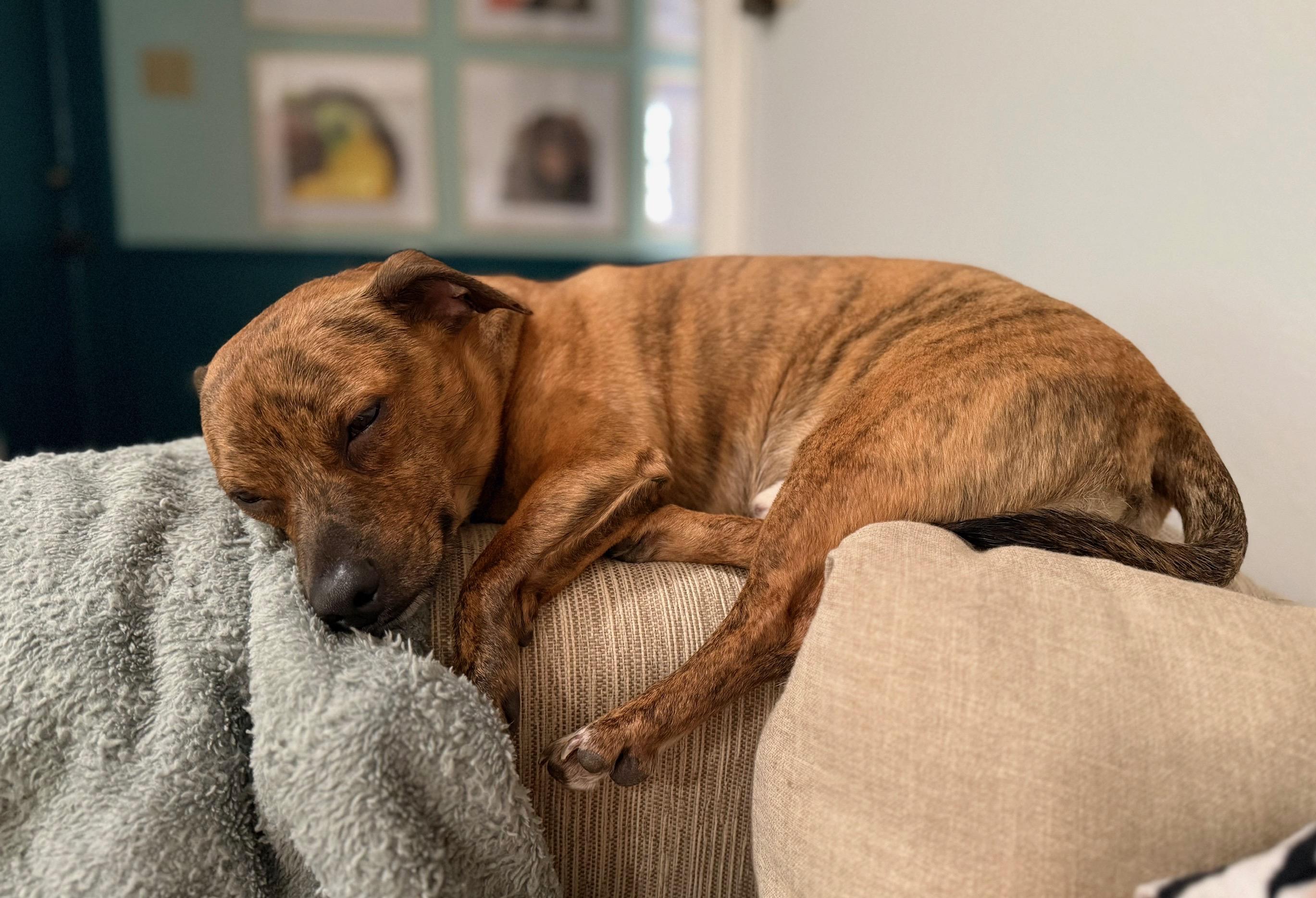 Ozzy, a ADOPTABLE mixed breed in Walker, LA image 2/3