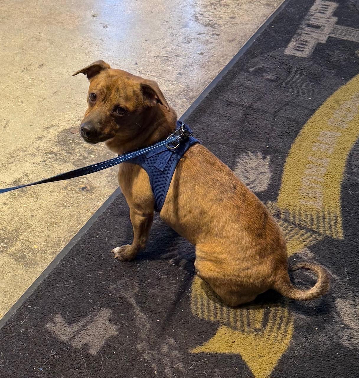 Ozzy, a ADOPTABLE mixed breed in Walker, LA image 3/3