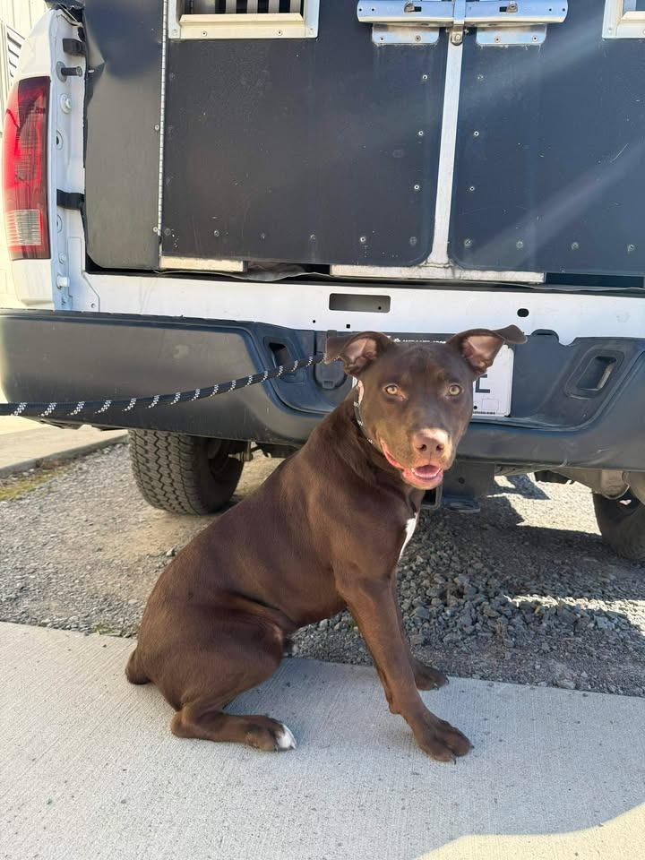 Brownie, a Adoptable mixed breed in Shelbyville, TN image 1/4