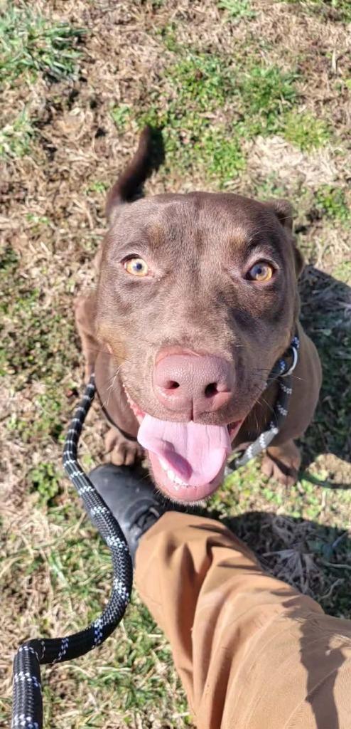 Brownie, a Adoptable mixed breed in Shelbyville, TN image 2/4