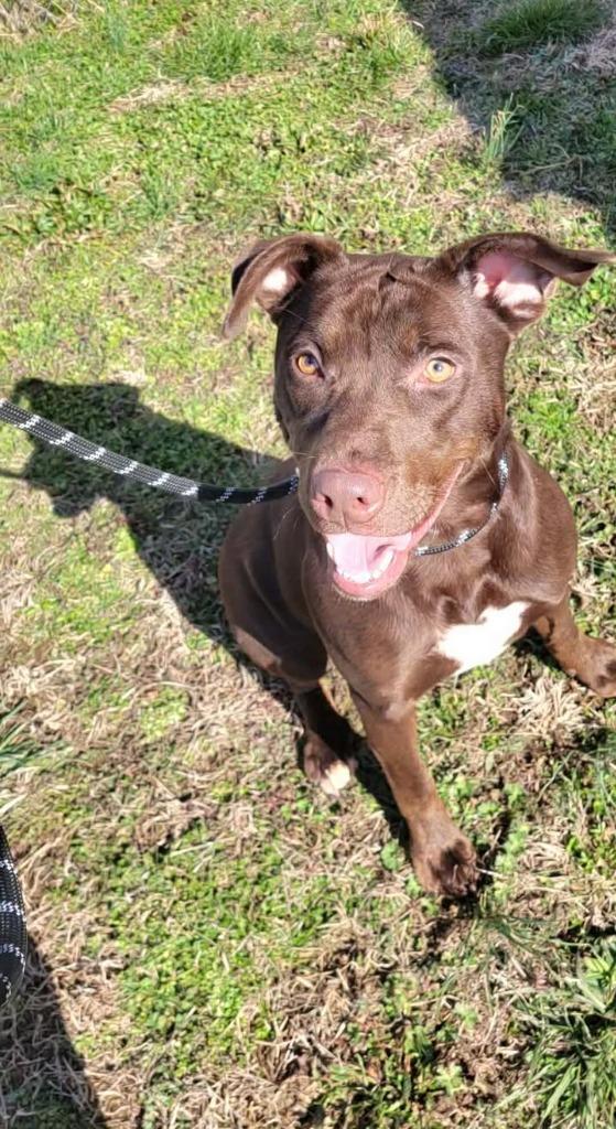 Brownie, a Adoptable mixed breed in Shelbyville, TN image 4/4