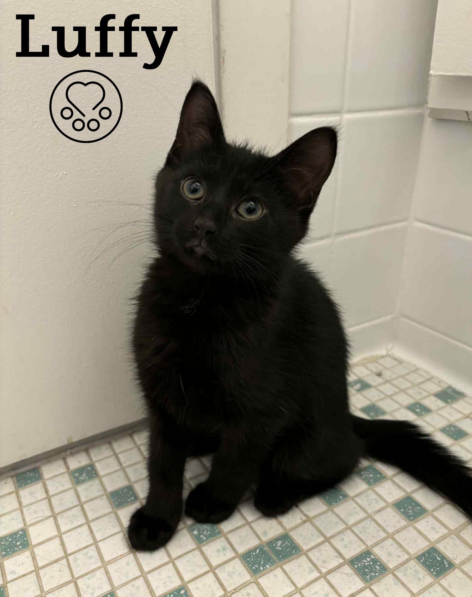 Luffy, Adoptable, Kitten Male Domestic Short Hair.