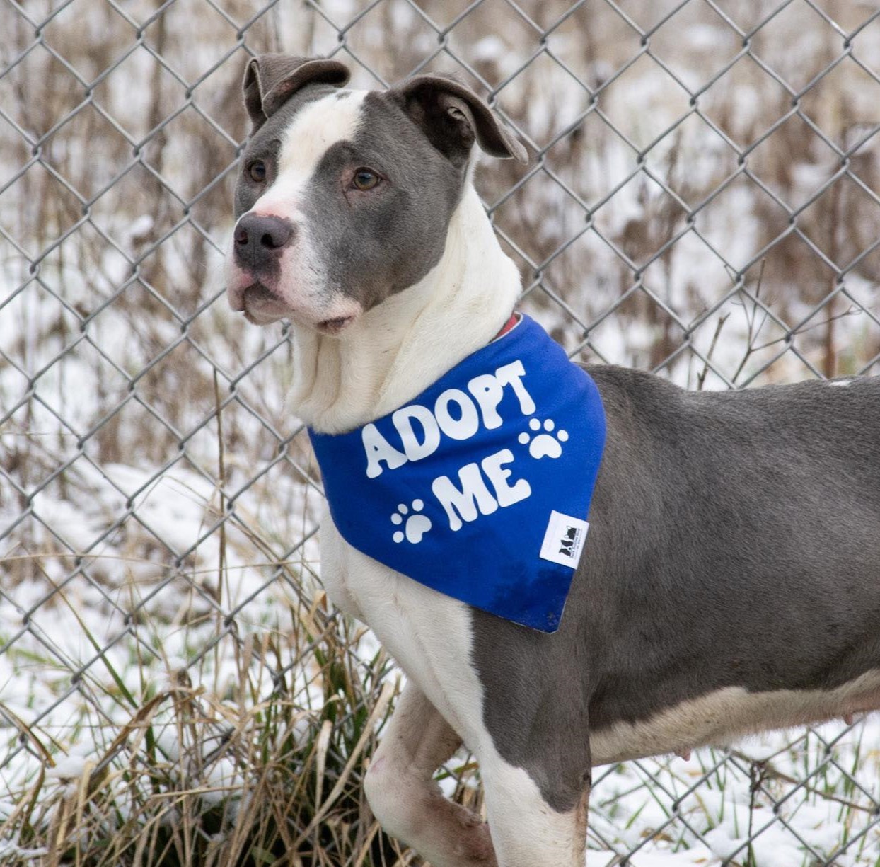 Galley, Adult Male Mixed Breed