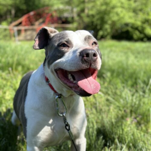 Galley, an adoptable Mixed Breed in Georgetown, KY, 40324 | Photo Image 6