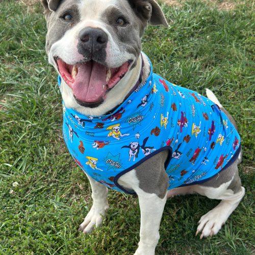 Galley, Adoptable, Adult Male Pit Bull Terrier & Mixed Breed.