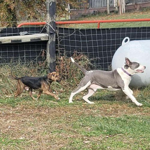 Enlarge Galley, a Adoptable mixed breed in Georgetown, KY image 3/5