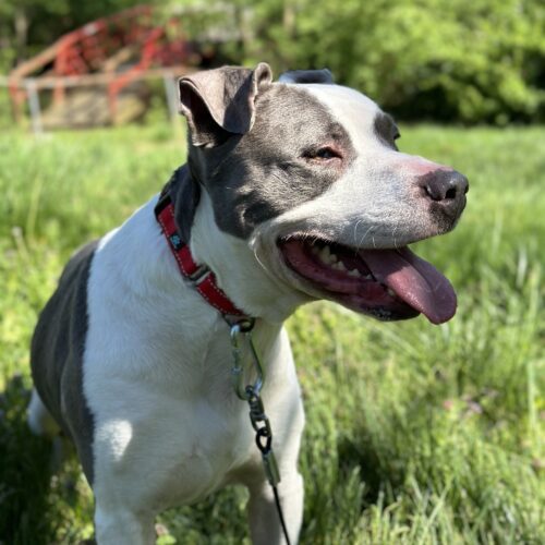 Enlarge Galley, a Adoptable mixed breed in Georgetown, KY image 3/8