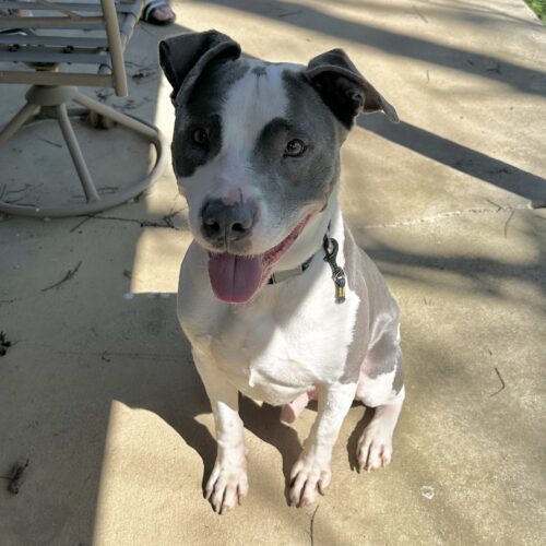 Enlarge Galley, a Adoptable mixed breed in Georgetown, KY image 4/8