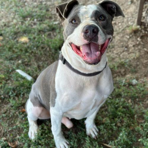 Enlarge Galley, a Adoptable mixed breed in Georgetown, KY image 4/5