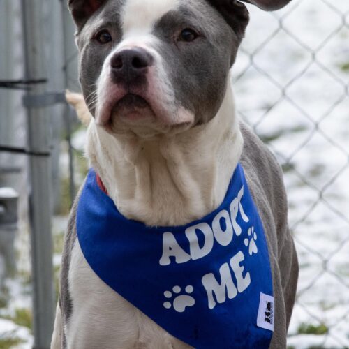 Enlarge Galley, a Adoptable mixed breed in Georgetown, KY image 6/8